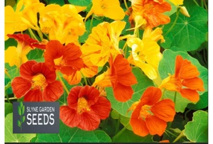 3X PACKS YELLOW & ORANGE NASTURTIUM FLOWER SEEDS SIX FOOT TRAILING SLYNE GARDEN - Picture 1 of 8