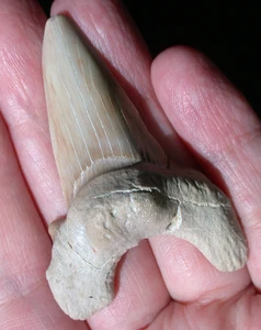 Large Extinct Otodus Fossil Shark Tooth Megalodon Ancestor 2.40 Inches - Picture 1 of 11