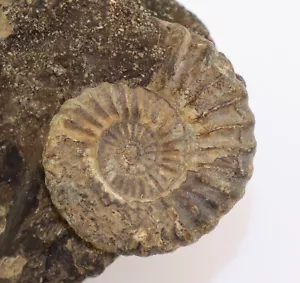 Ammonite, Androgynoceras Oistoceras figulinum, Giura, Pliensbach, insegnamento, D-L183 - Foto 1 di 4