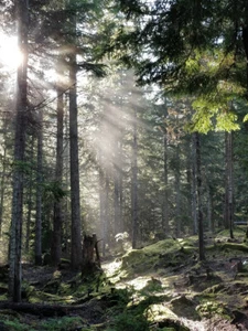 Rayos de sol rayos de sol luz a través de árboles bosque naturaleza foto póster impresión artística - Imagen 1 de 1