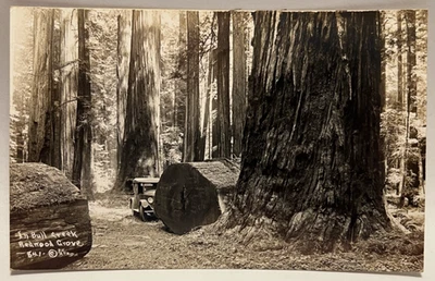 1944 RPPC In Bull Creek, Redwood Grove, CA Vintage Patterson Photo Postcard - Image 1 of 2