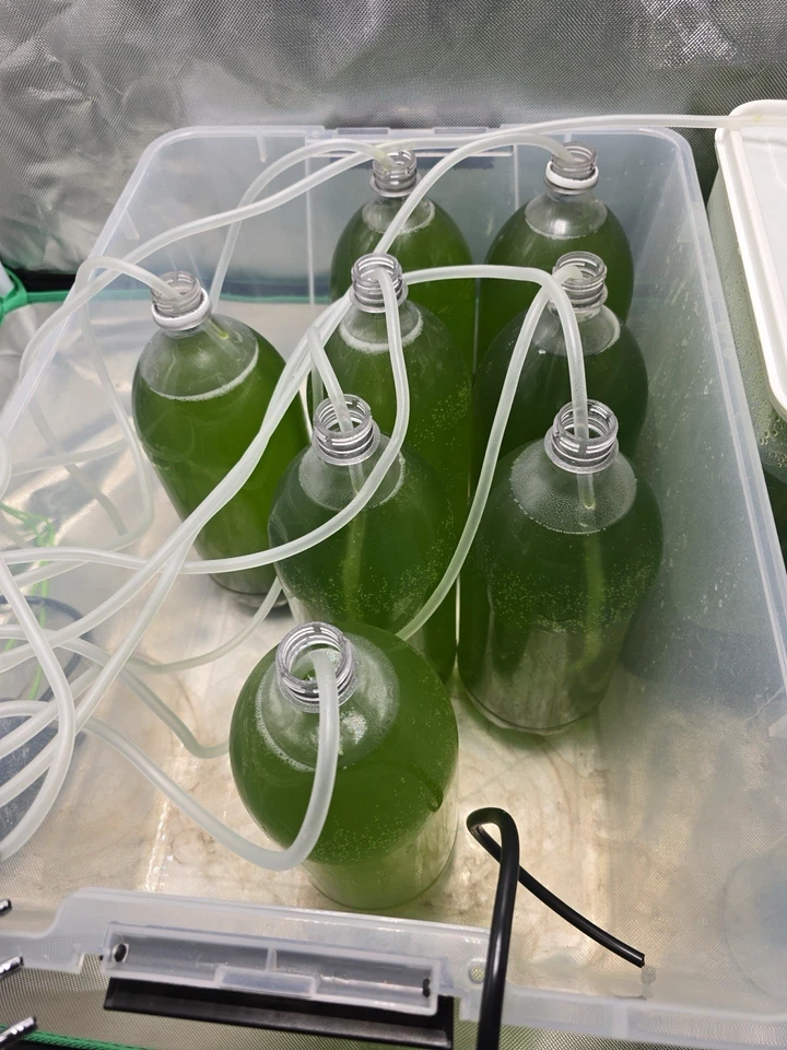 Fitoplancton en venta 2L Foto 1 de 1