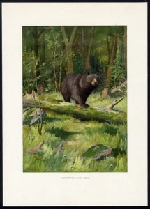 Vintage ADIRONDACK BLACK BEAR Forest Print 1902 by OLIVER KEMP Chromolitho - Picture 1 of 2