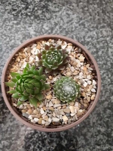 "SALE" Get your green fix with our Trio of Succulents - Perfect for any space!" - Picture 1 of 8