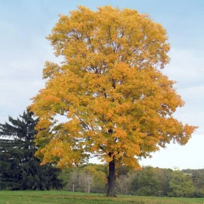 10+ FAST GROWING TREE SEEDS: Silver Maple (Acer Saccharum) US Native - Image 1 of 3