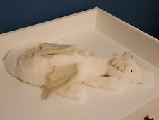 Jellycat Snow Dragon - White, Medium Size BNWT