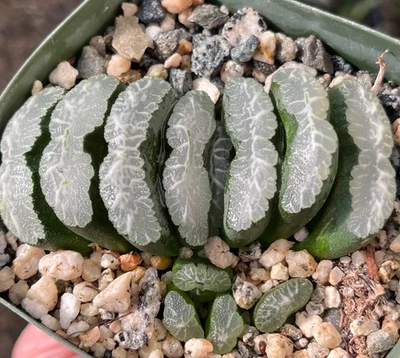 Planta suculenta de cactus Haworthia truncata Foto 1 de 3