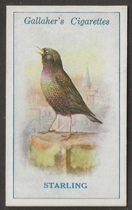 GALLAHER-BRITISH BIRDS 1923 (BY GEORGE RANKIN)-#014- STARLING