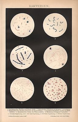 BAKTERIEN  Tuberkelbacillus Milzbrand Bacillus Cholera   LITHOGRAPHIE Von 1895 • 9.12€
