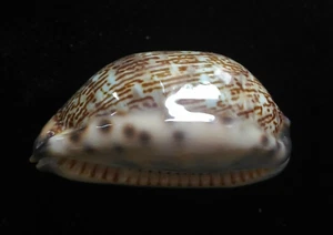 seashell Cypraea eglantina 35-40 mm gema/F++ - Imagen 1 de 3