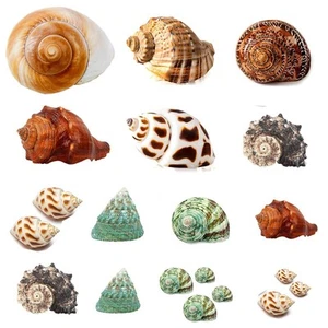 Hermit Crab Shells 21 PCS Assorted Natural Sea Conch Size 1.6"-3.2" | Growth ... - Picture 1 of 2