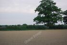 Photo 6X4 Tree By A Hedge Near Charcott Oast The Top Of The Oast Can Just C2010
