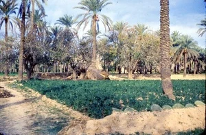 Scivolo vintage 35 mm STRADA LOCALE e ALBERI DI PALMA COLTURE? TAJOURA, LIBIA 1952 37 - Foto 1 di 3