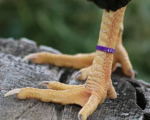 50 PURPLE Numbered Poultry Zband Leg Bands ~Fits Chickens,Geese,Ducks  - Picture 1 of 2