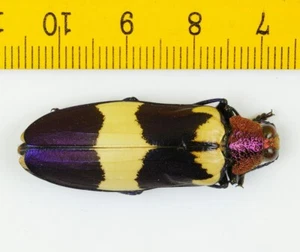ESCARABAJO JOYA - BUPRESTIDAE - Chrysochroa buqueti rugicollis (Aberración) - 8703 - Imagen 1 de 1