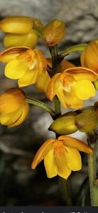 Polystachya Pubescens Orchid Species - Picture 1 of 5