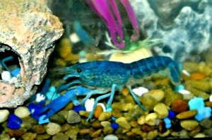 CRAYFISH Live (2) Small 1" -1.5" ELECTRIC BLUE Freshwater Florida Lobster 