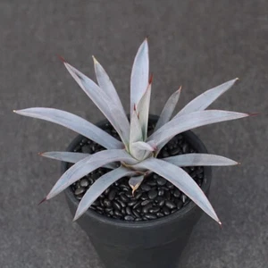 10CM Sukkulente Agavenpflanze Agave Pluto Agavaceae Hausgarten schöne Pflanze - Bild 1 von 22