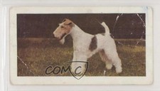 1961 Horniman's Dogs Tea Fox Terrier (Wire Haired) #22 0e3