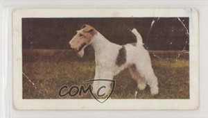 1961 Horniman's Dogs Tea Fox Terrier (Wire Haired) #22 0e3