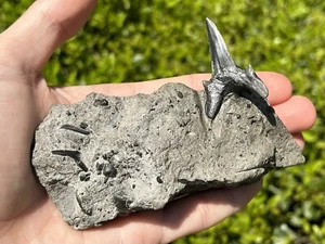 BIG Texas Fossil Sharks Tooth in Matrix Cretodus sp. Cretaceous Age Rare - Picture 1 of 13