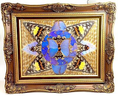 Vintage Real Moth Butterfly Wings Natural Art Taxidermy Kaleidoscope Framed J890 • 3,358.87$