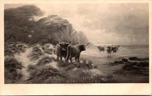 A Morning Dip Cattle in Lake UK Postcard - Imagen 1 de 2