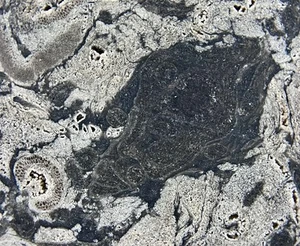 Stunning OSMUNDA fossil fern with ingrown tree root !! from Trimmelkam Austria - Picture 1 of 11