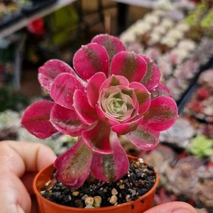 Aeonium Pink Witch 6.5 cm. Pot rare Succulent Cactus Haworthia Sedum - Imagen 1 de 2