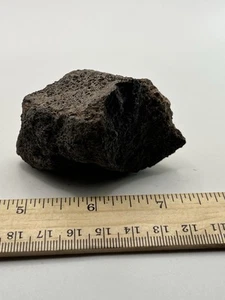 Mammoth Toe Foot Bone Ice Age 12000 Years Old Siberia T6 3” X 1.5” - Picture 1 of 5