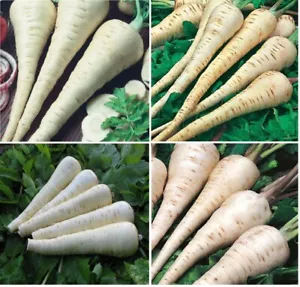 x8 Mix Parsnip Plug Plants 4 Varieties (No Tags) - End of April'25 - Picture 1 of 5