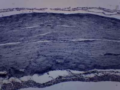 Músculo esquelético estriado de rana - Diapositiva preparada - 75x25 mm - Eisco Labs Foto 1 de 3