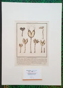  XVIII ème - P Bulliard - Champignon de la France - Superbe Gravure n°242 - 1784 - Picture 1 of 1