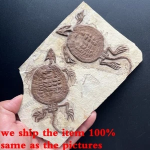 Unique Real Turtle Fossil Rare Chinese Best Triassic Keichousaurus Collection - Picture 1 of 3
