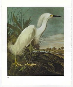 Vintage Audubon Birds of America Series Pictures Book Print Pages Art Ephemera - Picture 1 of 47