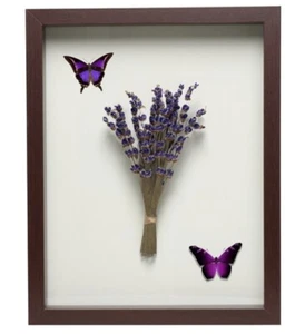 11x14 Mahagoni Schattenbox Rahmen, Vitrine, Speicherbox mit Hartglas - Bild 1 von 7