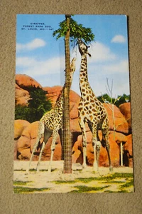 Giraffes - Forest Park Zoo - St. Louis, Missouri - Picture 1 of 2