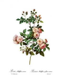 Botanical Print, Redoute Roses, Rosa Multiflora carnea. 1978 reproduction print - Picture 1 of 1