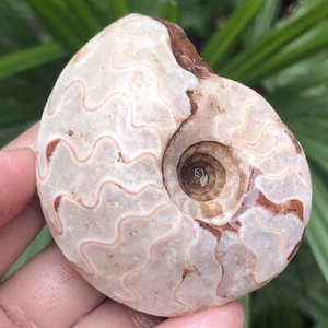 113G AMAZING PERMIAN WHOLE ROUGH BIG MOUTH AMMONITE FOSSIL CALCITE MOLLUSCA - Picture 1 of 11