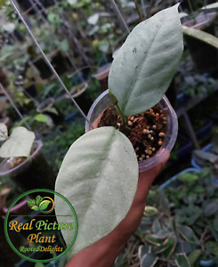 Real Picture Hoya Coriacea Silver 2 Leaf