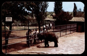 Postcard Baby Elephant at Lincoln Park Zoo, Oklahoma City, OK - Picture 1 of 2