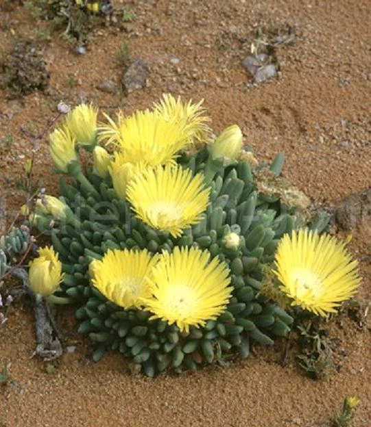 Cheiridopsis Namaquensis, pedras vivas mesembs raras semente de cacto exótico 20 SEMENTES - Imagem 1 de 1