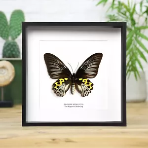Rippon's Birdwing Handcrafted Entomology Taxidermy Butterfly Frame - Foto 1 di 3