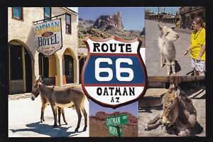 Route 66 Oatman Arizona Postcard 2012