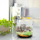 Vase de planteur de verre terrarium en verre porte-plante transparent avec couvercle mousse terrarium