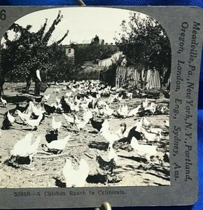 STEREOVIEW Photo ~ A Chicken Ranch in California ~ Feeding Time - Picture 1 of 3