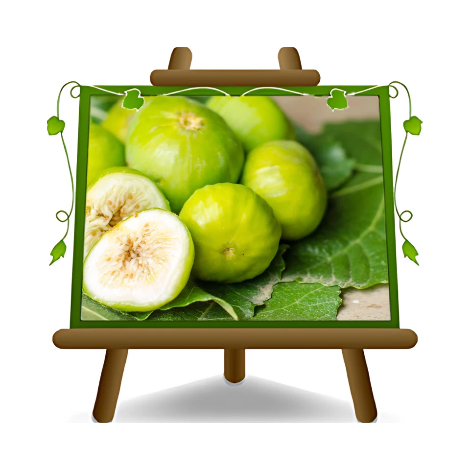 EURO PLANTS VIVAI Fico Colummaro Bianco Altezza: 150/170 cm Eta: 2 anni Vaso: 20 cm