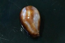 Cypraea ONYX 44.1 mm F+++/GEM BIGGER SIZE  , nice sharp mantle line   WOW!!!
