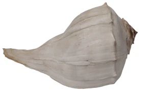 Horse Conch Seashell Large 11" x 6" Shell Nautical Ocean Decor - Picture 1 of 5