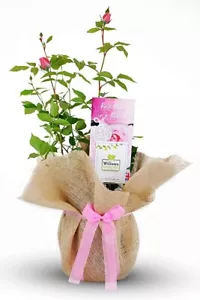Mum in a Million Rose Bush Gift Wrapped - Gardening Gifts for Women Mothers Day - Picture 1 of 7